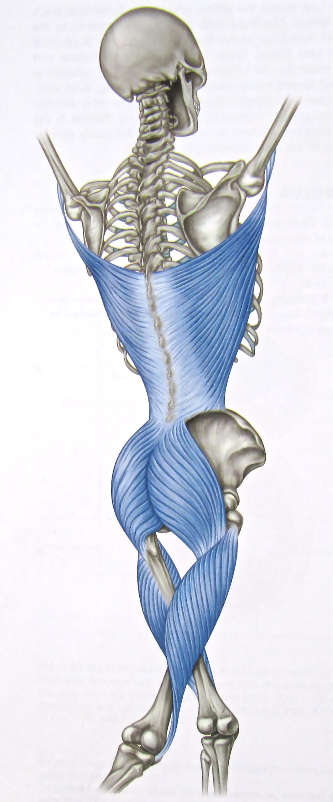 Chaînes Myofasciales
